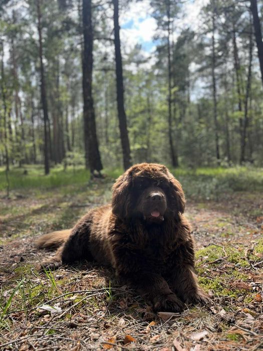 Nowofundland zapowiedź miotu wiosna 2026