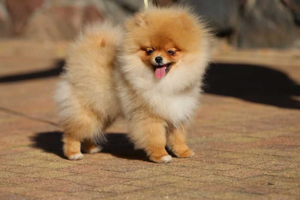 Szpic Miniaturowy Pomeranian - piesek na kolanka !