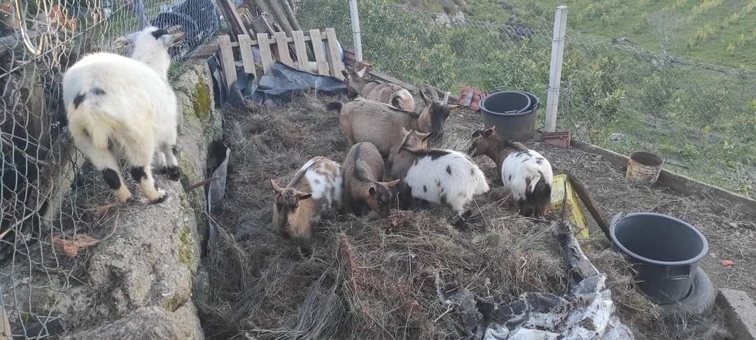 Casal de cabras anãs, ambos mochos