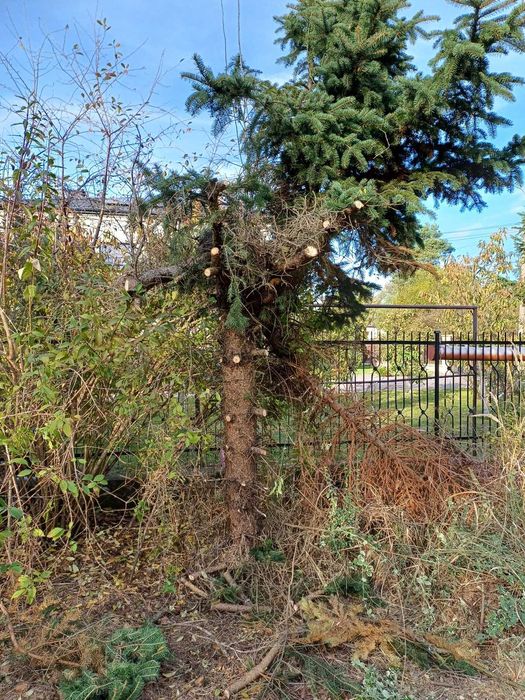 Oddam za darmo drzewo świerk i inne iglaki