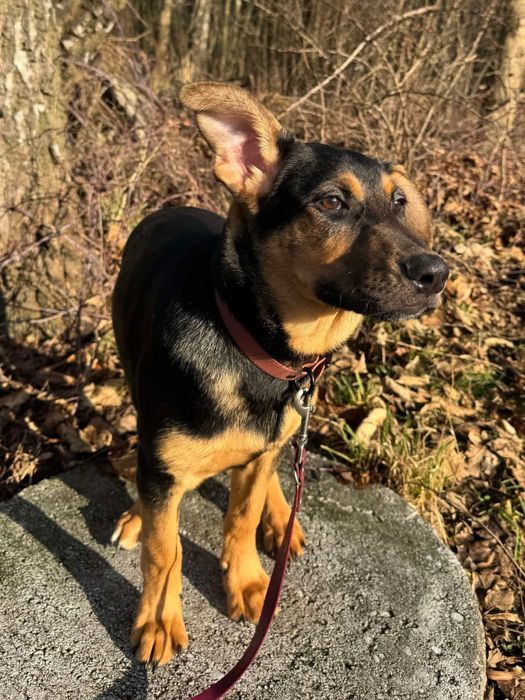 Cudowny szczeniak Mango szuka domku