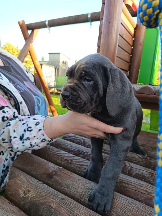 Piesek Cane Corso Italiano Blue