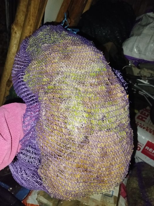 Мох Сфагнум живий