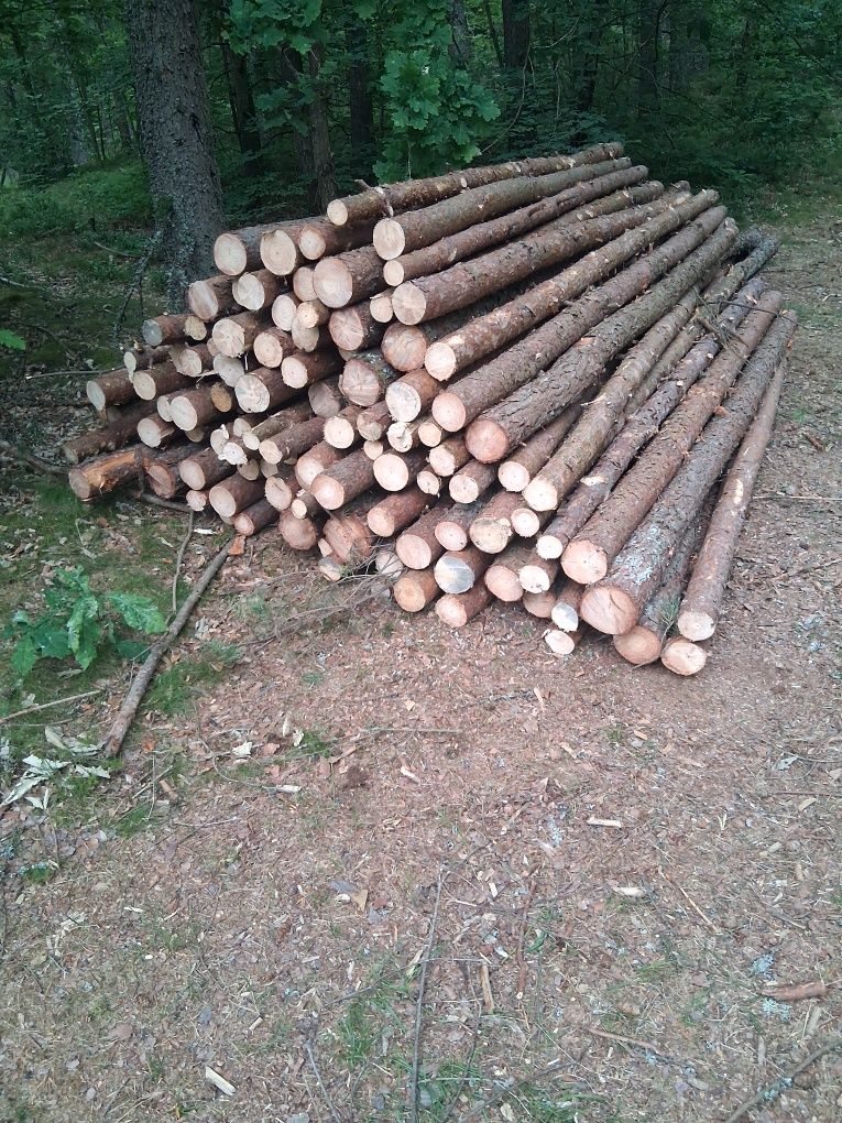 Stemple 3 m świeżo ścięte