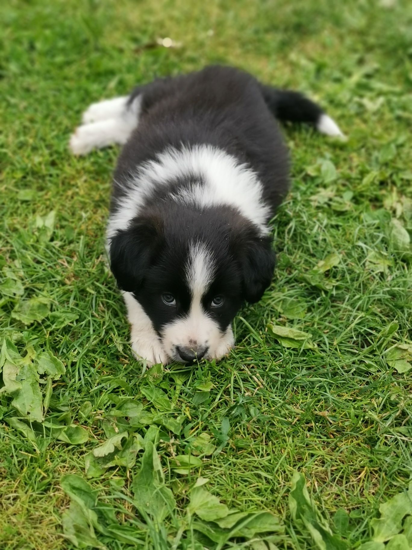 Border collie- suczka gotowa do zmiany domu