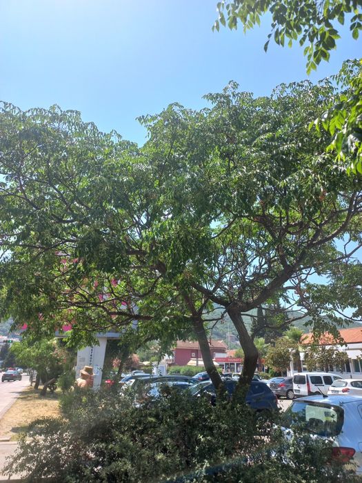 Мелія  ацедарах.