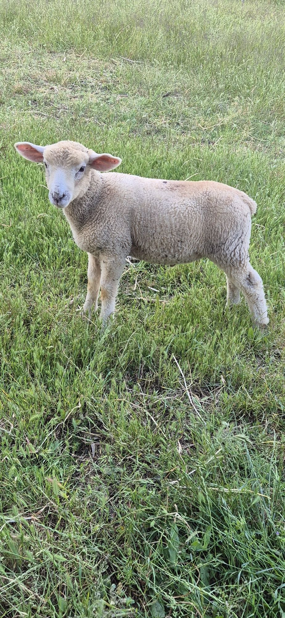 Vendo borrego ...