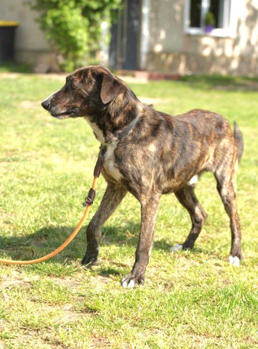 Piękny, łagodny, grzeczny, kochany, porzucony piesek czeka na dom