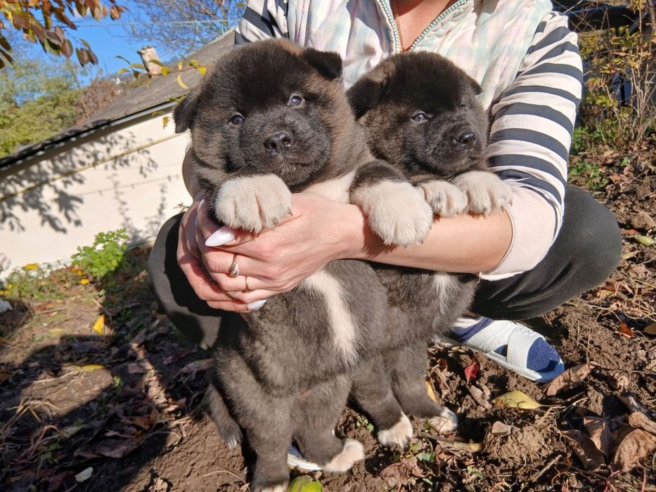 Американська акіта готові до замовлення