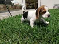 Cachorra beagle de 2 meses para doacao