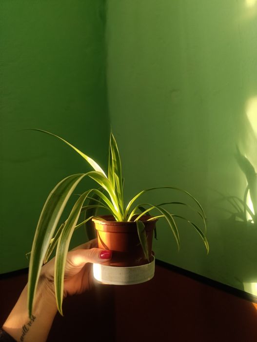 Хлорофітум звичайний