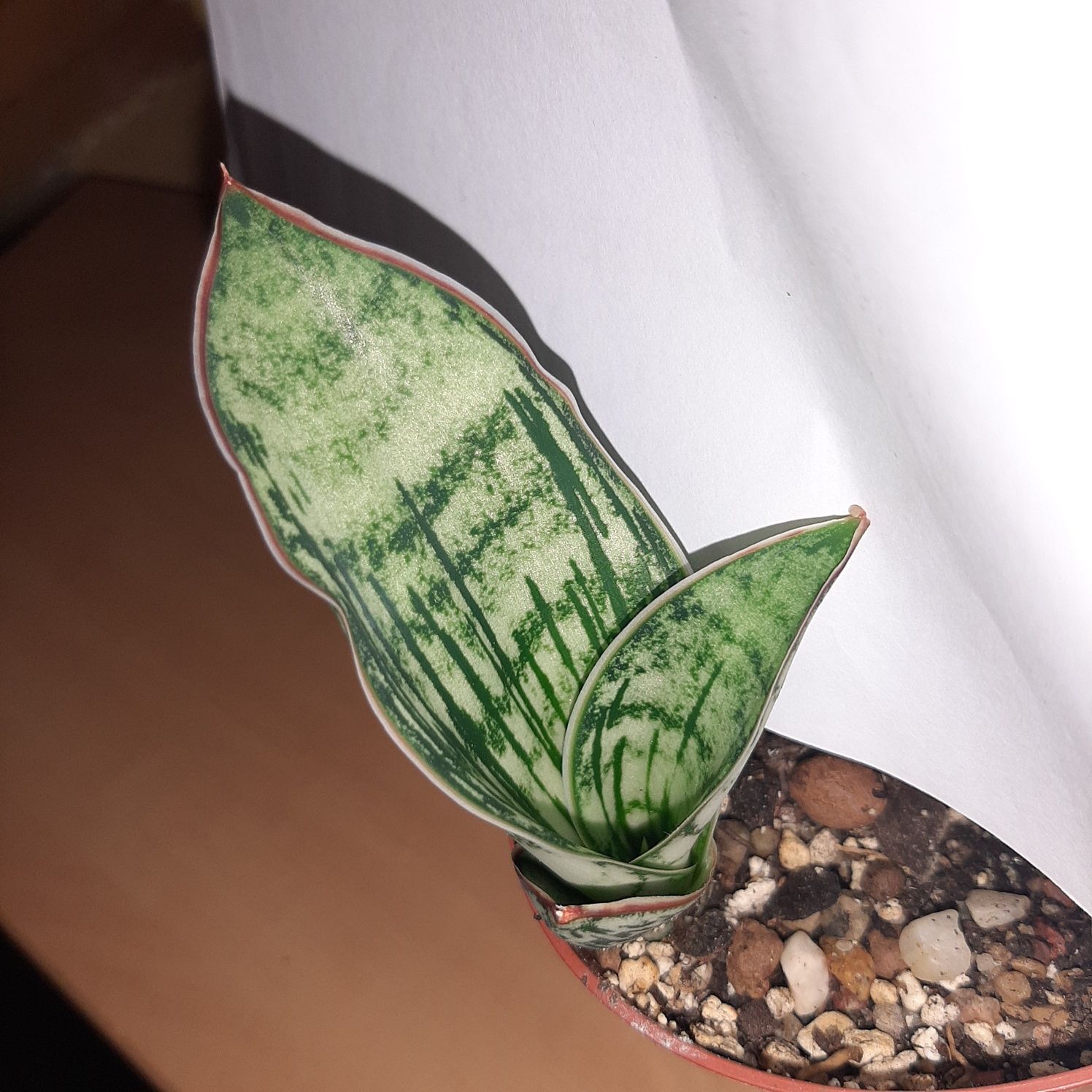 S. Cleopatra, Cleopatra