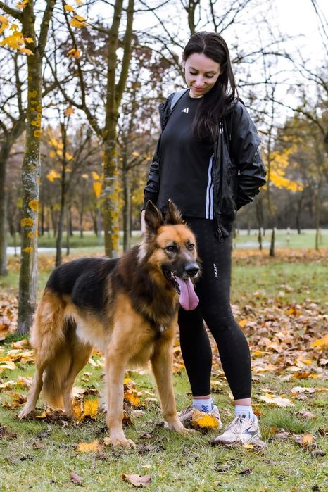 Kochający człowieka psiak w typie Owczarka niemieckiego szuka domku!