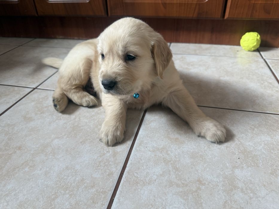 Śliczne Goldeny retrievery
