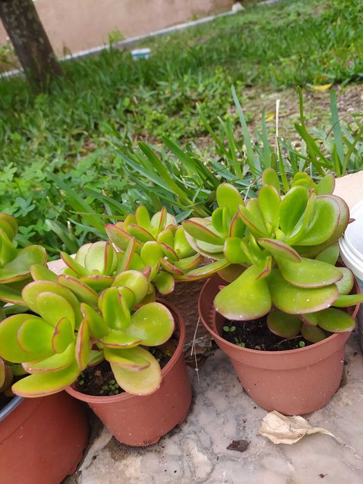 Plantas Suculentas Variadas