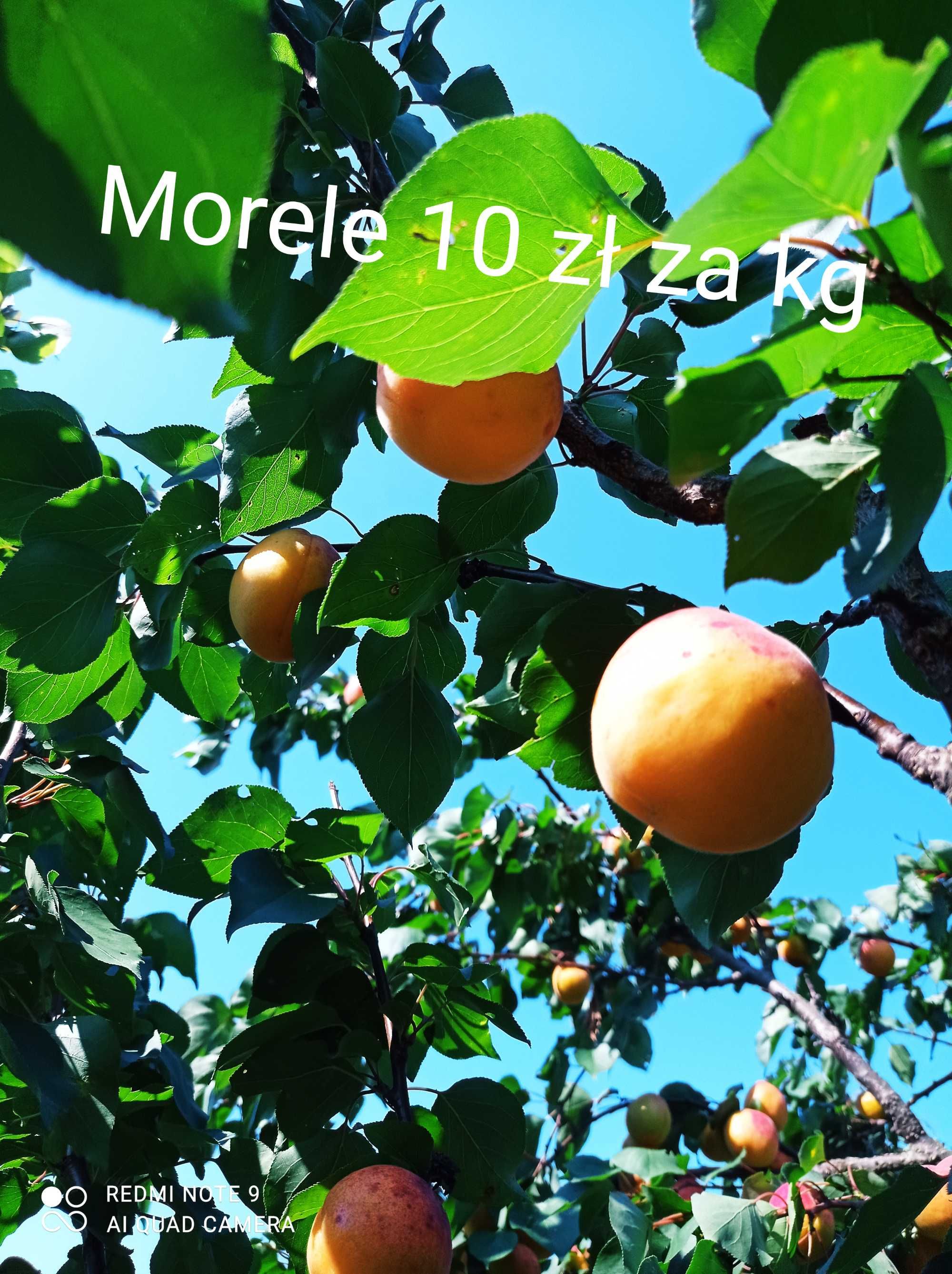 Sprzedam owoce własnego ogrodu (jabłka, morele, czosnek, chrzan)