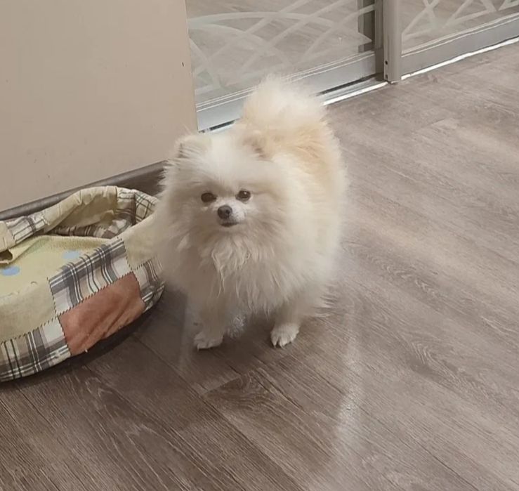 Pomeranian 100%.wiek  1 rok.