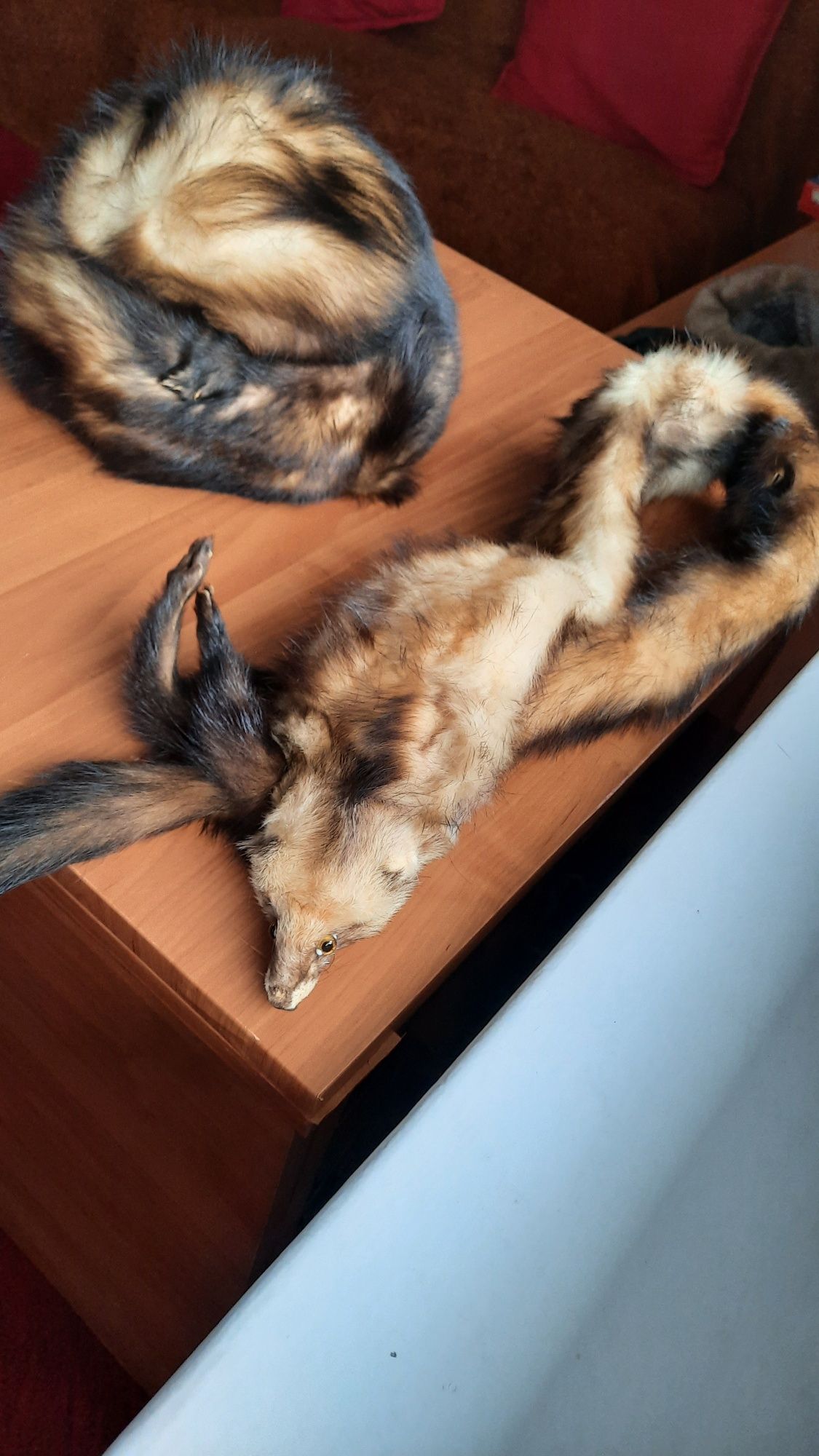 Czapka,kapelusz i kołnierz z tchórzofretki