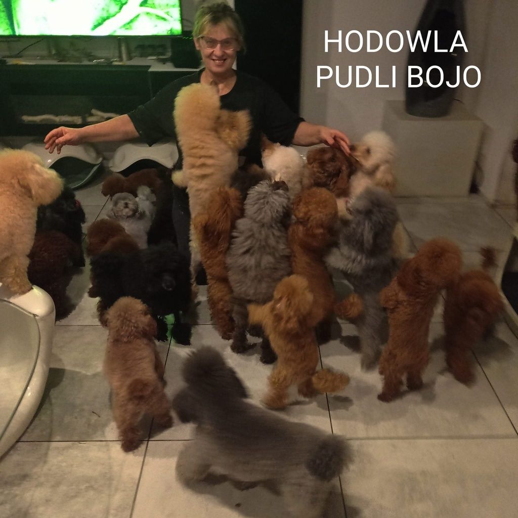 Sunia toy Red Płowa po rodzicach toy