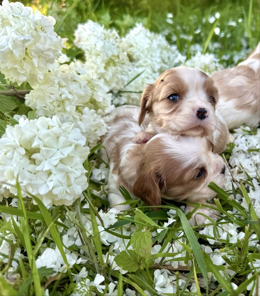 Cavalier king charles spaniel szczeniak