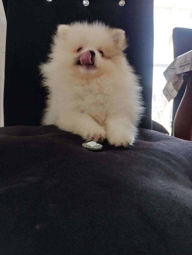 Szpic miniaturowy pomeranian jedyny taki