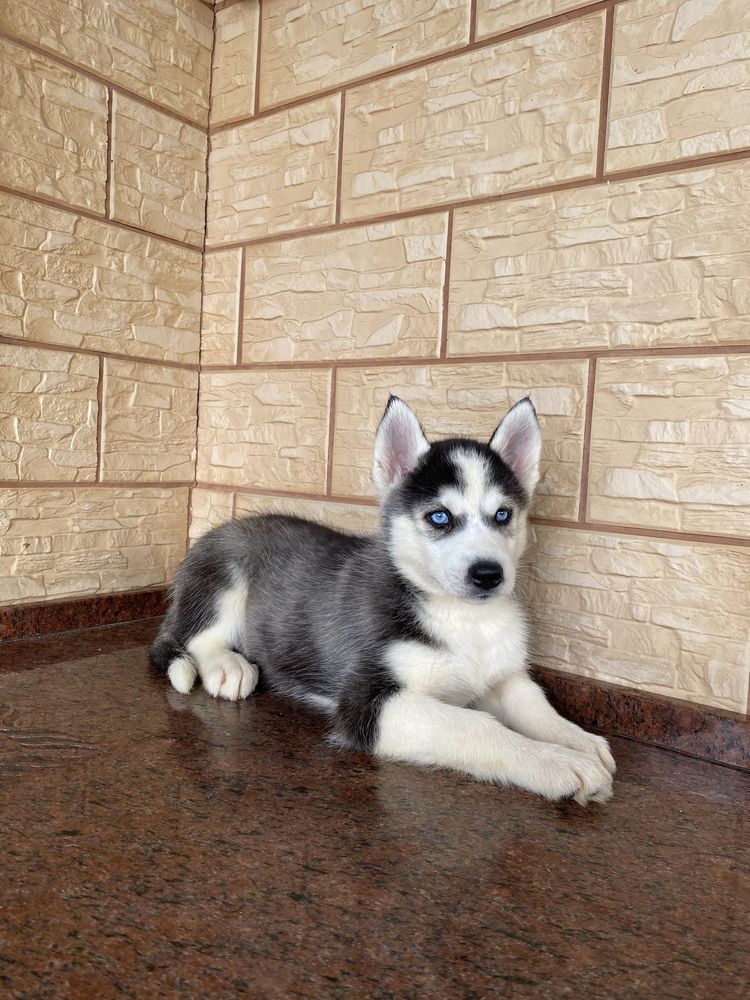Husky Syberyjski