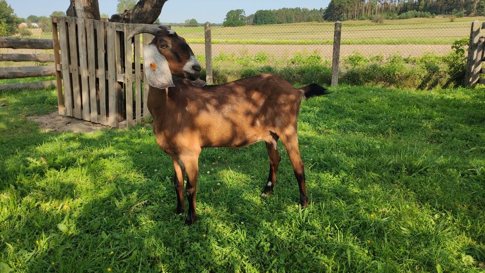 Kózki Kozy z mlekiem an Anglonubijskie