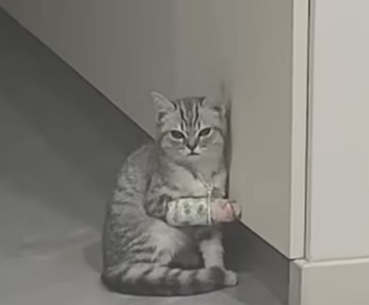 Делаю аватарки в разные месенжеры и тт ютуб ватс ап телеграм