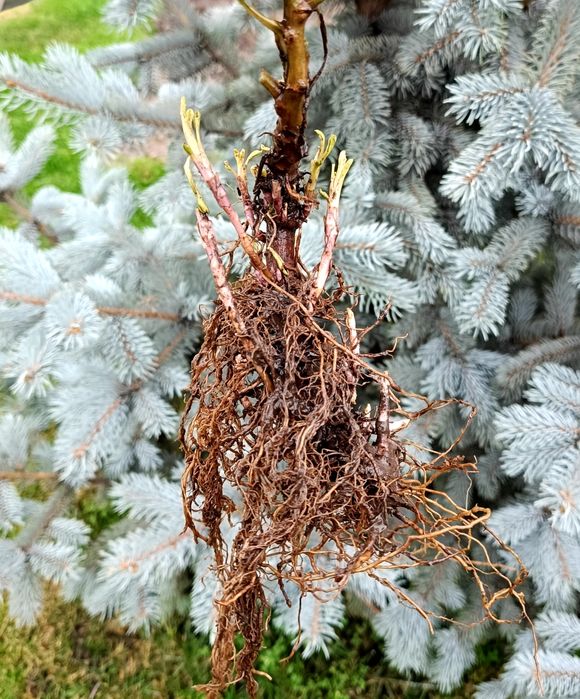 Хризантема Корто пінк