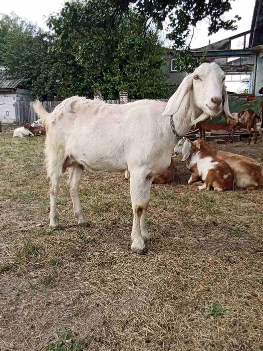 Продам козу нубо каморі