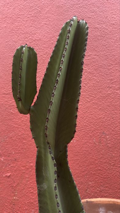 Cacto Euphorbia candelabrum- vários tamanhos