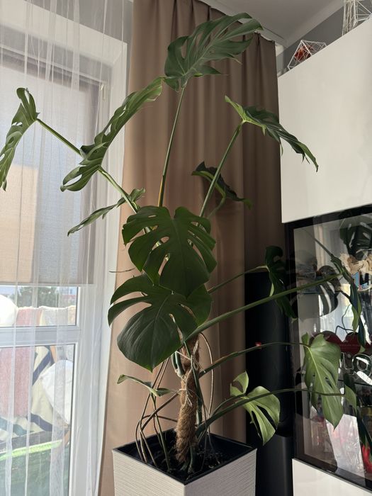 Monstera w donicy