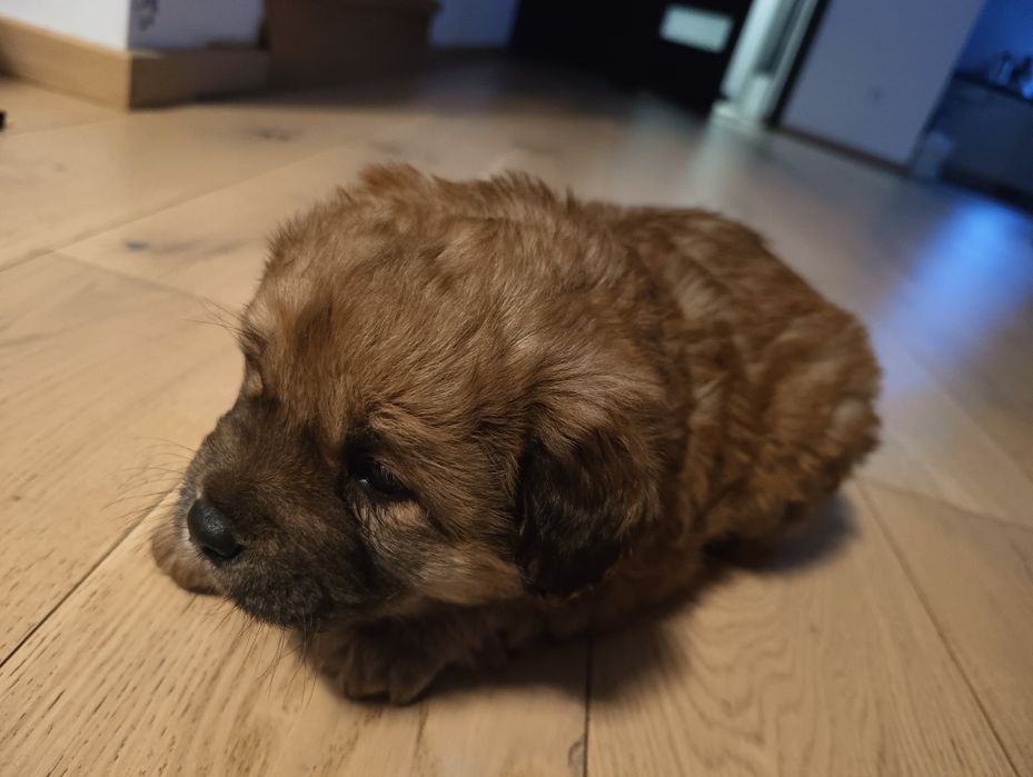 Szczeniaczki po chow chow