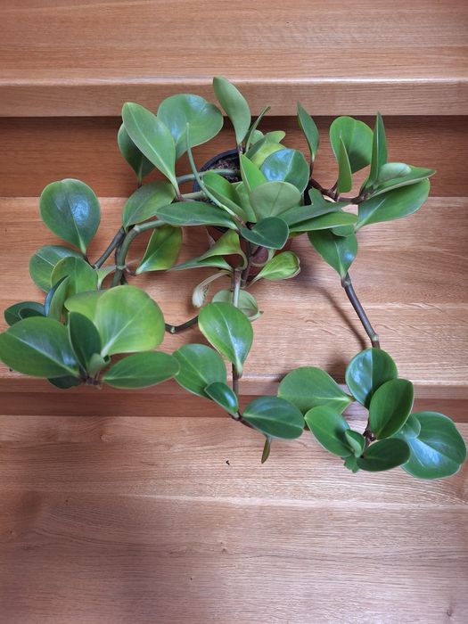 Kwiat  doniczkowy peperomia