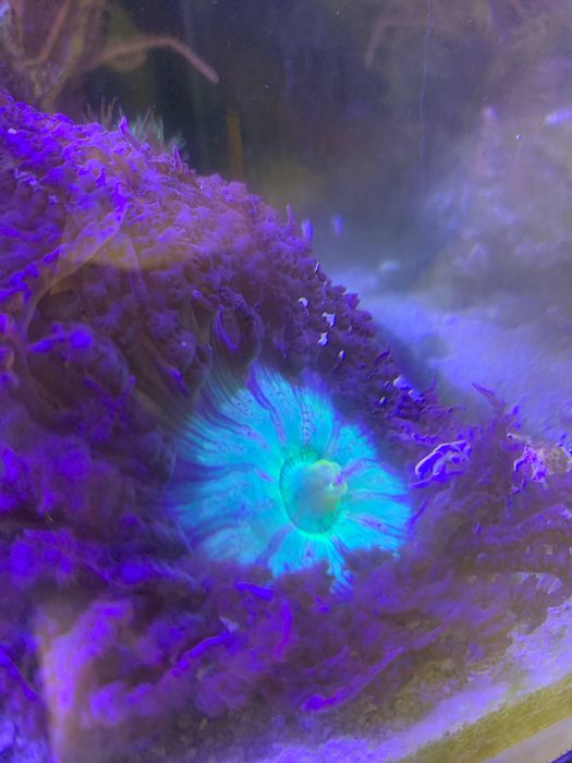 Ukwial piaskowy koralowiec akwarium morskie rafa