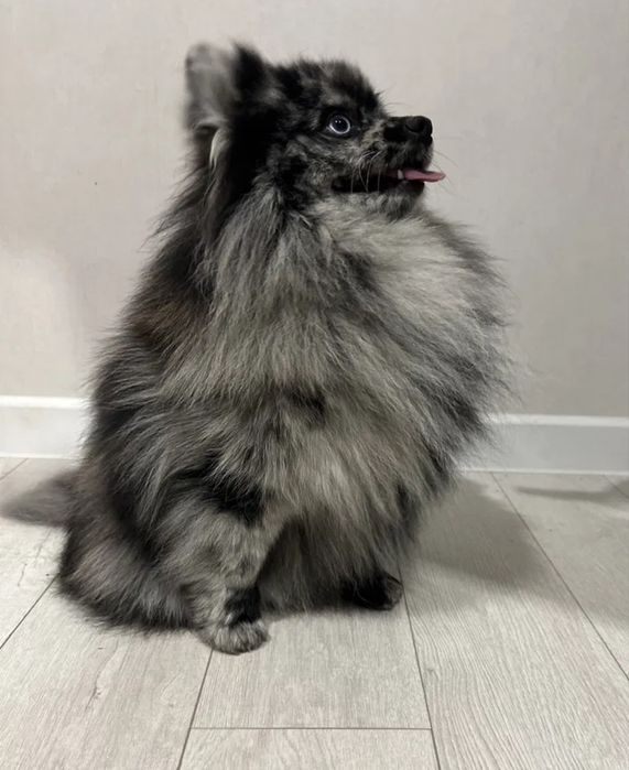 Pomeranian. PIES. Color Merle