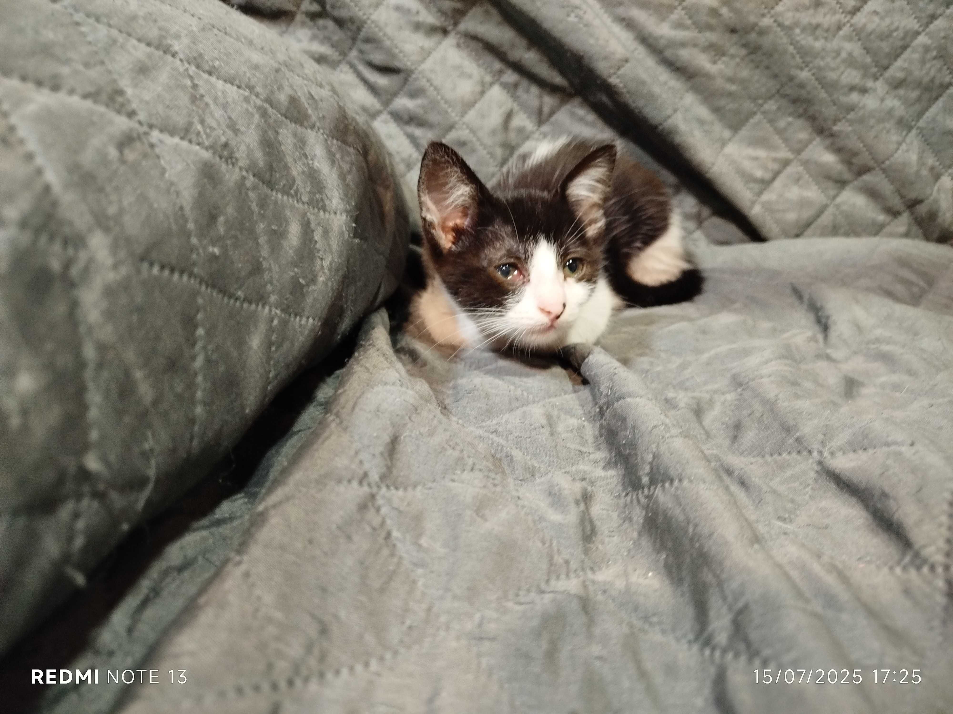 Gatinhos para adoção