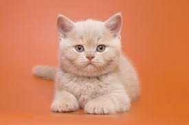 Британські чистокровні котенята  кремові та лілові
