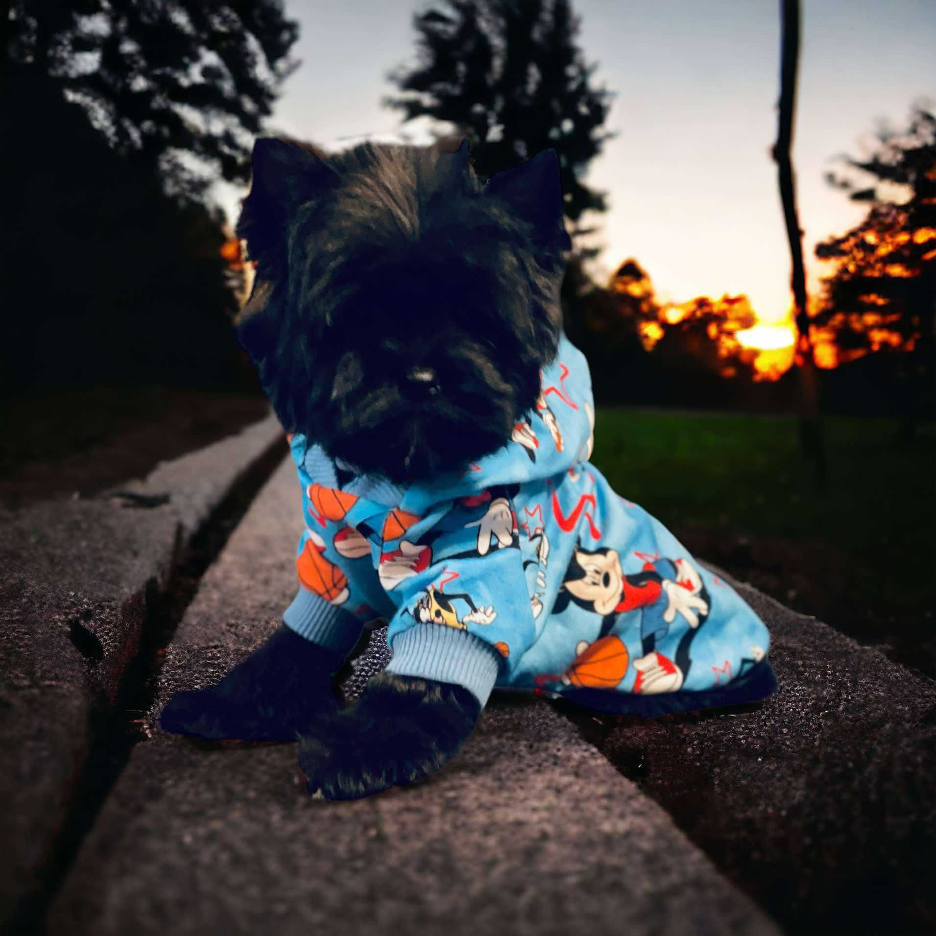 York czarny do kochania - Black Yorkshire Terrier.