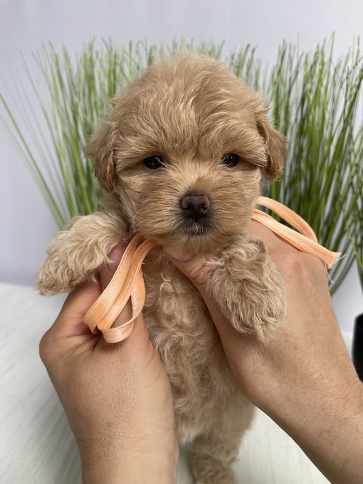 VIP Мальтипу F1 — Маленькі моделі для обіймів