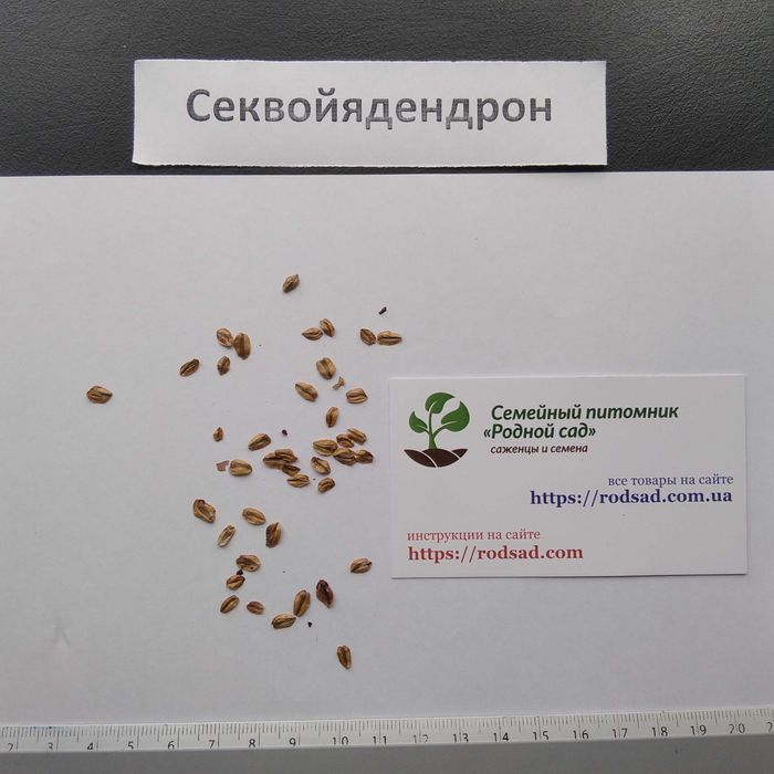 Секвойядендрон насіння (0,2 г 40 шт) cемена є безкоштовна доставка