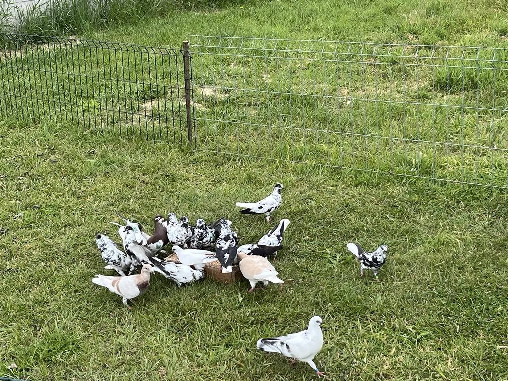 Sprzedam gołębie