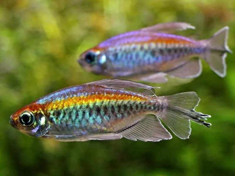 Конго, аквариумная рыбка