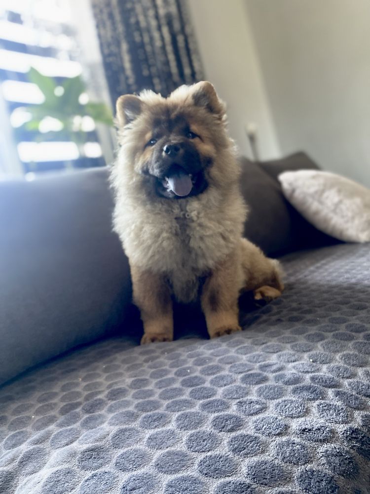 Suczka chow chow !