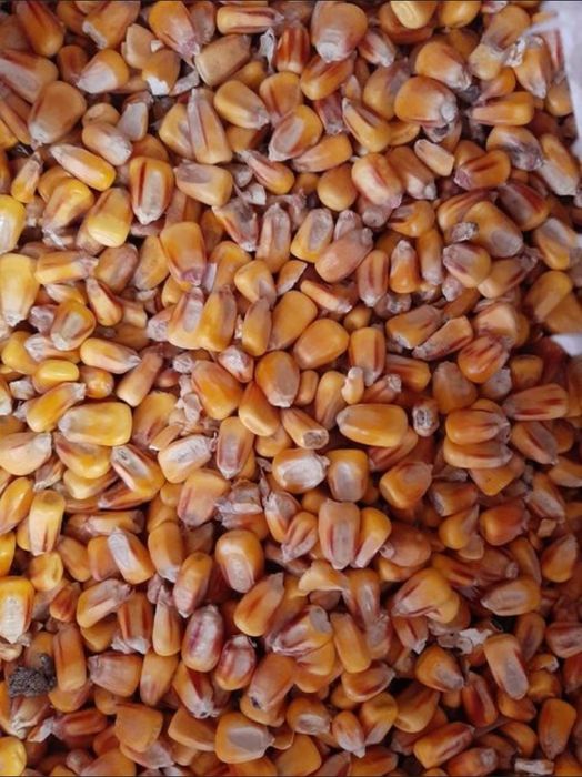 Продам  міняю пшеницю на кукурудзу