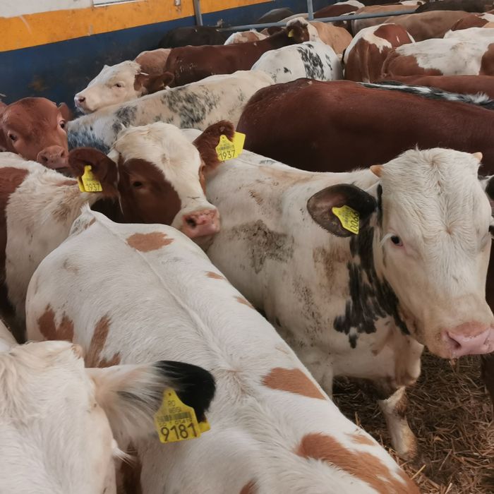 Odsadki mięsne bbb simental