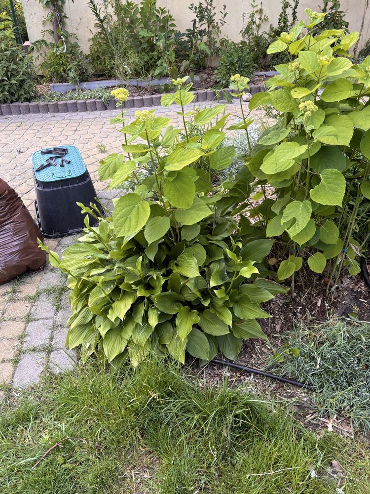 Hosta funkia sadzonki