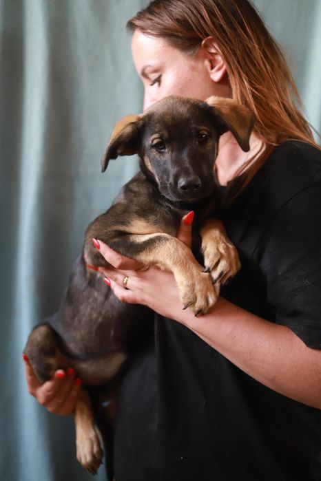 Dzielne i łagodne szczeniaki polecają się do adopcji