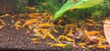 Krewetka Yellow woda kranowa