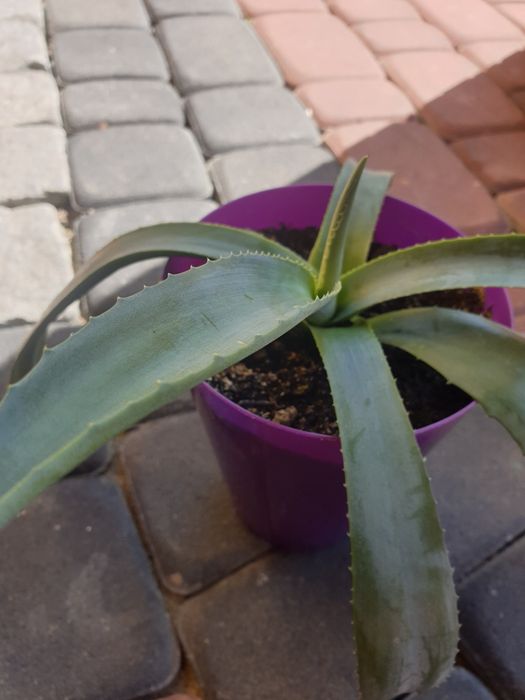 Agawa roślina sukulent